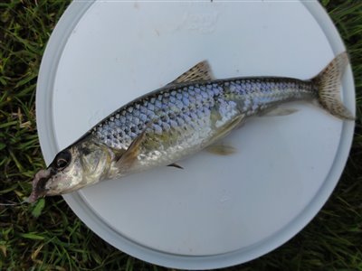 Grundling (Gobio gobio) Fanget ved medefiskeri. En fin grundling på omkring 14 cm. Østjylland, Ørnsø Fiskesø (Put & Take) grundlingfiskeri, regnorm, enkeltkrog