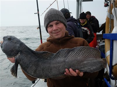 Havkat (Anarhichas lupus) Fanget ved medefiskeri.  Vestjylland, Gule Rev (Hav) havkattefiskeri, havkatfiskeri