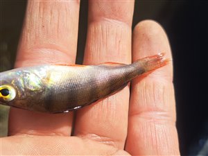 Aborre (Perca fluviatilis) - Fanget d. 17. marts 2024. aborrefiskeri, striber, rygfinne, regnorm, majs, spinner