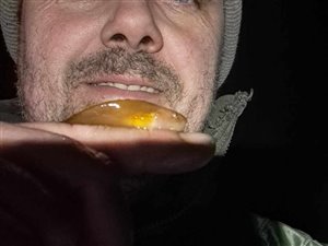 Særfinnet ringbug (Liparis montagui) - Fanget d. 2. marts 2024. ringbugfiskeri