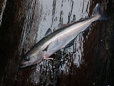 Sej / mørksej (Pollachius virens) Fanget ved medefiskeri.  Vestjylland, Gule Rev (Hav) sejfiskeri, djursland, fight, sildeforfang