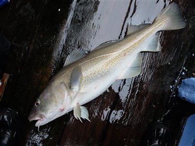 Torsk (Gadus morhua) Fanget ved medefiskeri.  Vestjylland, Gule Rev (Hav) torskefiskeri, blink, pilk, ophænger, blæksprutteforfang, nytårstorsk