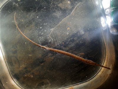 Almindelig tangnål (Syngnathus typhle) Fanget ved medefiskeri. 
Dette er min første almindelig tangnål.
Denne almindelig tangnål blev genudsat. Østjylland, Horsens Havn (Havn / mole) tangnålfiskeri