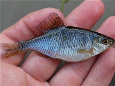 Bitterling (Rhodeus amarus) Fanget ved medefiskeri. En fantastisk ny art til artsfiskeren. :D Vestjylland, (sted ikke oplyst) (Sø / mose) bitterlingfiskeri