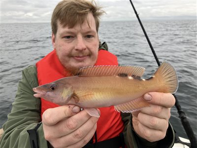 Blåstak/rødnæb (Labrus mixtus) Fanget ved medefiskeri.  Nordjylland, (sted ikke oplyst) (Hav) blåstakfiskeri, rødnæbfiskeri