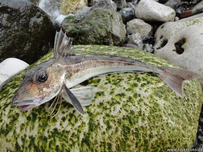 Grå knurhane (Eutrigla gurnardus) Fanget ved medefiskeri. Årets første grå knurhane. En god art. :)
Denne grå knurhane blev hjemtaget. Østjylland, Djursland (Kyst) knurhanefiskeri