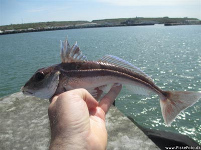 Grå knurhane (Eutrigla gurnardus) Fanget ved pirkefiskeri. Største ud af en række knurhaner Nordjylland, Hanstholm Havn (Havn / mole) knurhanefiskeri