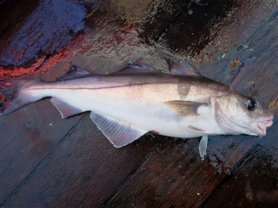 Kulleren kendes nemt på den store sorte plet på siden af fisken samt den nedadrettede mund.