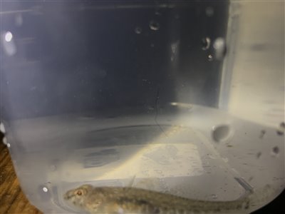 Lerkutling (Pomatoschistus microps) Fanget ved medefiskeri.  Østjylland, (sted ikke oplyst) (Kyst) lerkutlingefiskeri, lille, bundfisk