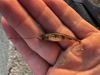 Lerkutling (Pomatoschistus microps) Fanget ved medefiskeri. 
Denne lerkutling blev genudsat. Vestjylland, Hvide Sande (Havn / mole) lerkutlingefiskeri, lille, bundfisk
