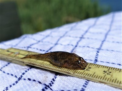 Lerkutling (Pomatoschistus microps) Fanget ved medefiskeri. 
Denne lerkutling blev genudsat. Vestjylland, (sted ikke oplyst) (Fjord) lerkutlingefiskeri, lille, bundfisk