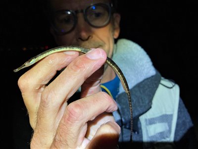 Lille tangnål (Syngnathus rostellatus) Fanget ved medefiskeri. 
Denne lille tangnål blev genudsat.
Dette er min første lille tangnål. Østjylland, (sted ikke oplyst) (Kyst) tangnålfiskeri