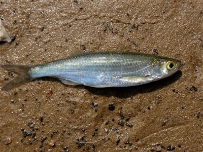 Løje (Alburnus alburnus) Fanget ved medefiskeri.  Østjylland, Gudenåen ved Randers (Å / bæk) løjefiskeri, prop, regnorm, agnfisk