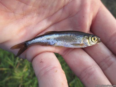 Regnløje (Leucaspius delineatus) Fanget ved medefiskeri. Art nr. 60 i DK Nordjylland, (sted ikke oplyst) (Sø / mose) regnløjefiskeri, regnorm, lille
