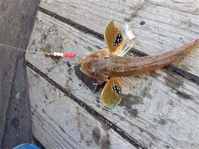 Rød knurhane (Chelidonichthys lucerna) Fanget ved medefiskeri. Rød Knurhane Nordjylland, (sted ikke oplyst) (Hav) knurhanefiskeri