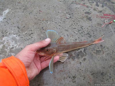 Rød knurhane (Chelidonichthys lucerna) Fanget ved spinnefiskeri. Det blev til i alt 5 mindre røde knurhaner Nordjylland, Hanstholm Havn (Havn / mole) knurhanefiskeri