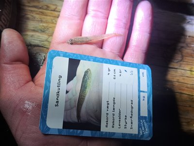 Sandkutling (Pomatoschistus minutus) Fanget ved medefiskeri. 
Denne sandkutling blev genudsat. Østjylland, Lillebælt (Kyst) sandkutlingefiskeri, lille, bundfisk