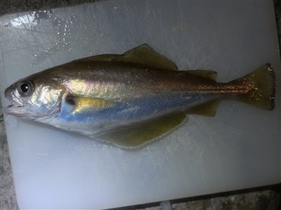 Skægtorsk (Trisopterus luscus) Fanget ved medefiskeri.  Syd- og Sønderjylland, (sted ikke oplyst) (Havn / mole) skægtorskfiskeri, torskefisk