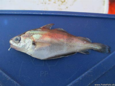 Skægtorsk (Trisopterus luscus) Fanget ved medefiskeri. Ny art for mig, og dermed art nr. 59 i DK.  Og art nr. 40 i år i DK Vestjylland, Hvidesande (Hav) skægtorskfiskeri, torskefisk