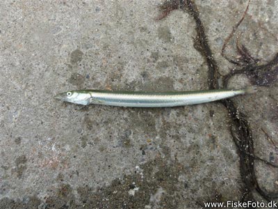 Tobis (plettet tobiskonge) (Hyperoplus lanceolatus) Fanget ved spinnefiskeri. En fin fisk til rovplade fiskeriet. Østjylland, Djursland (Havn / mole) tobisfiskeri, sildeforfang, tobisforfang, tobis, agn