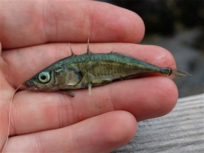 Trepigget hundestejle (Gasterosteus aculeatus) Fanget ved medefiskeri. En trepigget hundestejle i yngledragt. Østjylland, Juelsminde havn (Havn / mole) hundestejlefiskeri, pigge, regnorm