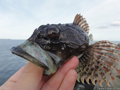 Ulk (Myoxocephalus scorpius) Fanget ved medefiskeri. En forholdsvist stor ulk. :)
Denne ulk blev genudsat. Østjylland, Århus Havn (Havn / mole) ulkefiskeri, mole, sild, børsteorm, pigge