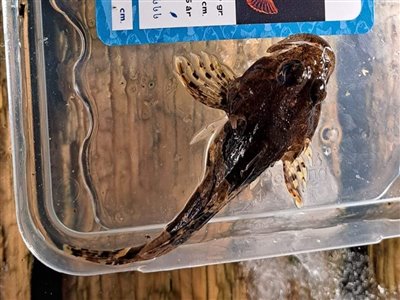 Ulk (Myoxocephalus scorpius) Fanget ved medefiskeri. 
Denne ulk blev genudsat. Østjylland, (sted ikke oplyst) (Kyst) ulkefiskeri, mole, sild, børsteorm, pigge