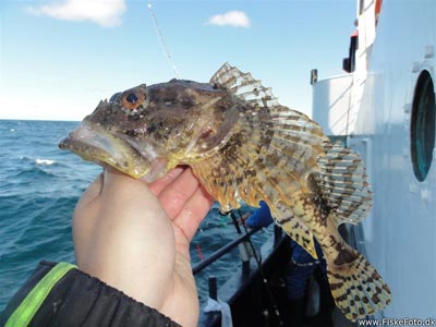 Ulk (Myoxocephalus scorpius) Fanget ved pirkefiskeri. 
Denne ulk blev genudsat. Vestjylland, Gule Rev (Hav) ulkefiskeri, mole, sild, børsteorm, pigge