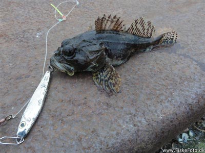 Ulk (Myoxocephalus scorpius) Fanget ved spinnefiskeri. 
Denne ulk blev genudsat. Østjylland, Snaptun Havn (Havn / mole) ulkefiskeri, mole, sild, børsteorm, pigge