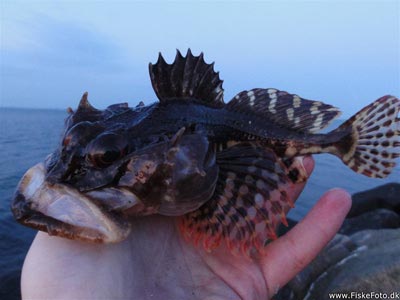 Ulk (Myoxocephalus scorpius) Fanget ved spinnefiskeri. Denne ulk bed på mit makrelforfang.
Denne ulk blev genudsat. Østjylland, Århus Havn (Havn / mole) ulkefiskeri, mole, sild, børsteorm, pigge
