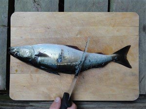 02. Med bagsiden af en kniv skrabes skællene af fisken, skrab fra hale imod hoved.