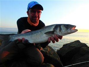 Havbars (Dicentrarchus labrax) - Fanget d. 24. juni 2020. havbarsfiskeri, rovfisk