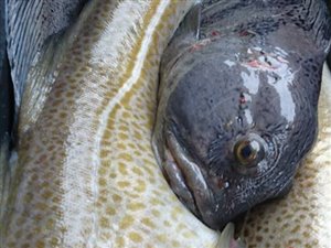 Havkat (Anarhichas lupus) - Fanget d. 15. april 2017. havkattefiskeri, havkatfiskeri
