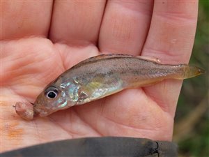 Hork (Gymnocephalus cernua) - Fanget d. 4. marts 2023. horkfiskeri, aborre, lille, regnorm