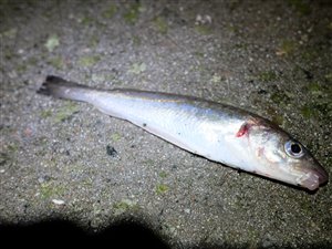 Hvilling (Merlangius merlangus) - Fanget d. 5. november 2022. hvillingefiskeri, sild, børsteorm, sandorm, spidse, tænder