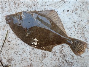 Ising (Limanda limanda) - Fanget d. 15. oktober 2023. isingefiskeri, sild, børsteorm, kræsen, sandigle, sandorm, hornfisk