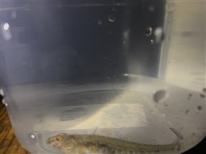 Lerkutling (Pomatoschistus microps) - Fanget d. 1. januar 2021. lerkutlingefiskeri, lille, bundfisk