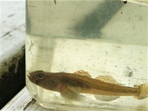 Lerkutling (Pomatoschistus microps) - Fanget d. 8. juli 2021. lerkutlingefiskeri, lille, bundfisk