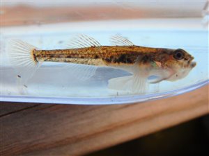 Lerkutling (Pomatoschistus microps) - Fanget d. 23. marts 2022. lerkutlingefiskeri, lille, bundfisk