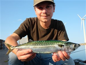 Artsfiskeri på Bønnerup Havn - 14. september 2020