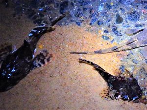 Panserulk (Agonus cataphractus) - Fanget d. 15. marts 2022. panserulkefiskeri, bundfisk