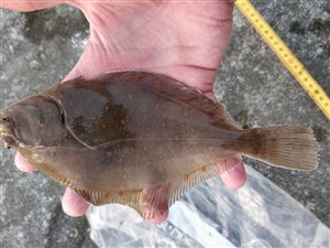 Rødspætte (Pleuronectes platessa) - Fanget d. 20. juni 2023. rødspættefiskeri, øresund, børsteorm, fladfisk, djursland, glat