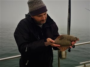 Rødspætte (Pleuronectes platessa) - Fanget d. 22. oktober 2022. rødspættefiskeri, øresund, børsteorm, fladfisk, djursland, glat
