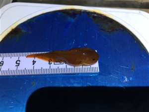 Særfinnet ringbug (Liparis montagui) - Fanget d. 5. marts 2021. ringbugfiskeri
