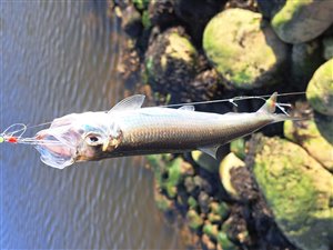 Sild (Clupea harengus) - Fanget d. 22. april 2024. sildefiskeri, sildeforfang, høstsild, flue, røget sild, hvide sande