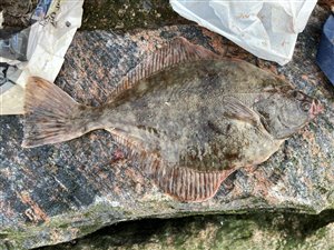 Skrubbe (Platichthys flesus) - Fanget d. 15. juli 2023. skrubbefiskeri, fladfisk, børsteorm, sild, sandorm, sandigler, tobis