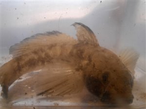 Sortkutling (Gobius niger) - Fanget d. 9. januar 2023. sortkutlingefiskeri, sort, regnorm