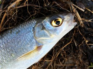 Strømskalle (Leuciscus leuciscus)  - Fanget d. 30. marts 2019.  strømskallefiskeri, vestjylland, regnorm, å