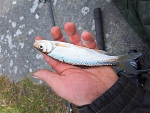 Strømskalle (Leuciscus leuciscus) - Fanget d. 4. marts 2023. strømskallefiskeri, vestjylland, regnorm, å