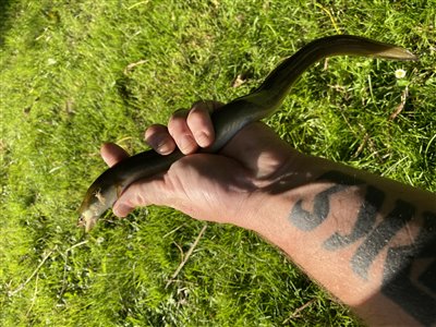 Ål (Anguilla anguilla) Fanget ved medefiskeri. 
Denne ål blev genudsat. Nordjylland, (sted ikke oplyst) (Put & Take) ålefiskeri, natfiskeri, regnorm, åleklokke, stor, røget